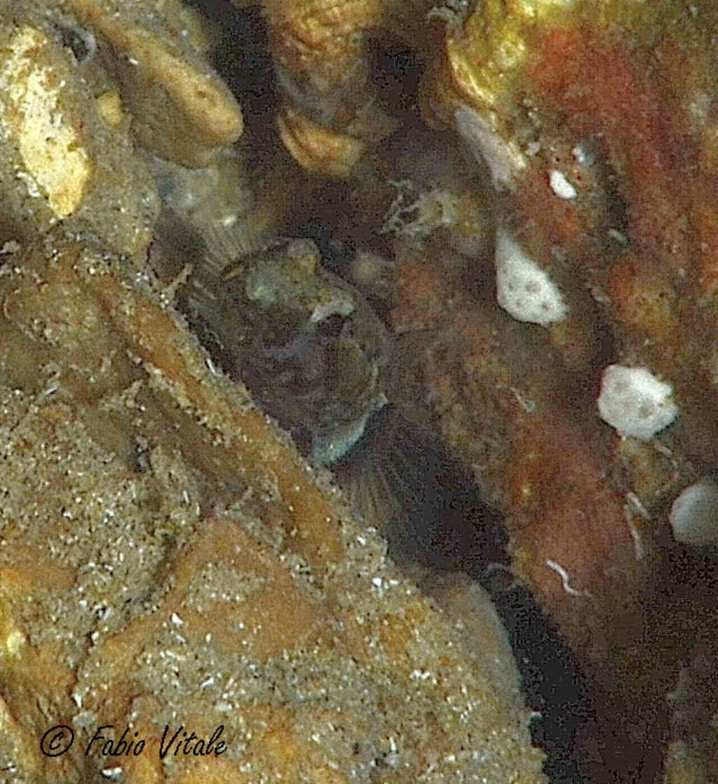 Pescetto elusivo in grotta: Chromogobius zebratus